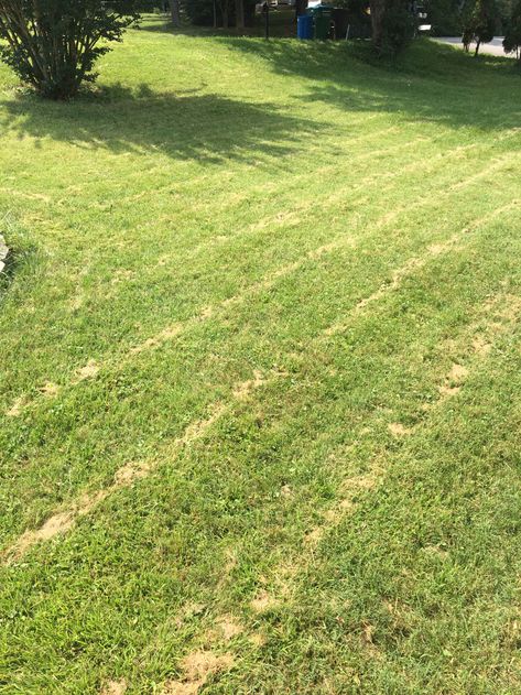 Why are lawns terrible? What can you do in your yard that's more sustainable than a lawn, and why? Find out here! Dogs Eating Grass, Planting Grass, Pulling Weeds, Ground Covering, Lawn Equipment, Tiny Plants, Garden Architecture, Garden Store, Green Lawn