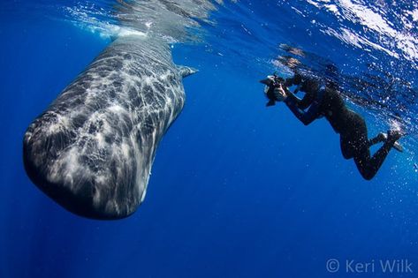 Underwater Photographer Finds Himself Engulfed by a Sperm Whale 'Poopsplosion' Photographer Job, Marine Photography, Underwater Caves, Strange Tales, Underwater Photographer, Sperm Whale, Rare Images, A Good Job, Oil Spill