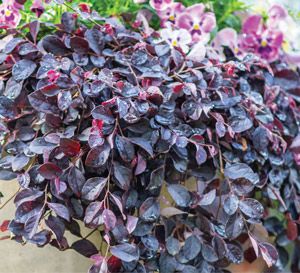 Purple Shrubs, Purple Pixie Loropetalum, Full Sun Landscaping, Full Sun Garden, Shrubs For Landscaping, Full Sun Shrubs, Southern Living Plants, Purple Pixie, Front Yard Plants