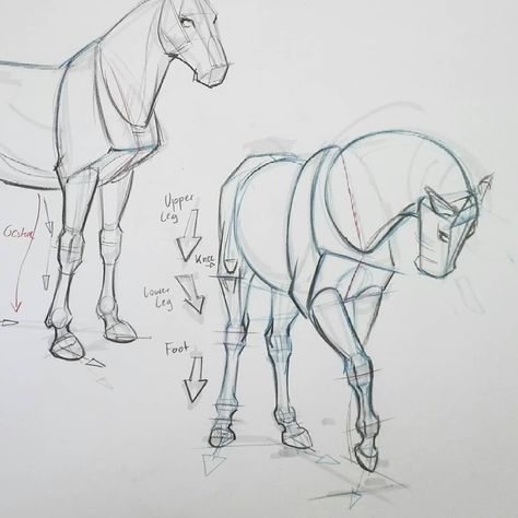 Kleinberger Thomas on Instagram: “Horse structure studies. In these drawings the body is simplified into basic forms. This exercise is helpful to learn drawing from…” Horse Drawing Tutorial, Horse Art Drawing, Horse Sketch, Horse Anatomy, Animals Care, Horse Illustration, Learn Drawing, Horse Drawing, Horse Drawings