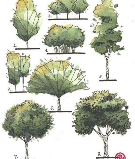 Architectural Trees, Types Of Trees, Tree Sketch, Landscape Design Drawings, Landscape Architecture Drawing, Tree Sketches, Seni Dan Kraf, Landscape Sketch, Architecture Design Drawing