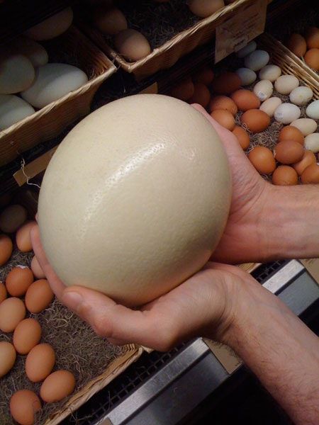 We don't visit the local Whole Foods very often, and we hadn't inspected their loose selection of local eggs very closely Emu Eggs, Emu Egg, Eggs For Sale, Ostrich Egg, Bird Eggs, Woodworking Guide, Chicken House, Egg Art, Big Thing