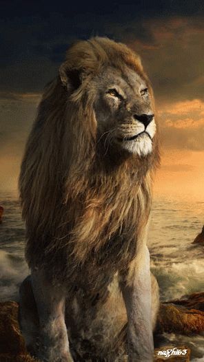 Il Re Leone, Lion And Lamb, Lion Love, Lion Wallpaper, Lion Images, Big Cats Art, Lion Pictures, Lion Art, Majestic Animals