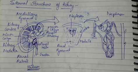 Internal Structure Of Kidney, Medical, Male Sketch, Art