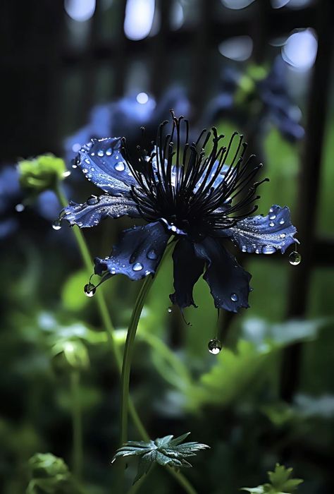 Florist Aesthetic Dark, Flowers With Dew Drops, Dark Moody Flowers, Beautiful But Deadly Flowers, Lilian Aesthetic, Night Flowers Aesthetic, Dark Plant Aesthetic, Gloomy Flowers, Dark Colored Flowers