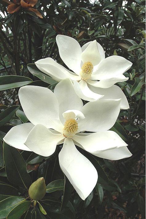 Southern Magnolia Tree, Magnolia Grandiflora, Southern Magnolia, Magnolia Tree, Magnolia Trees, Tree Free, Magnolia Flower, Fragrant Flowers, Landscaping Plants