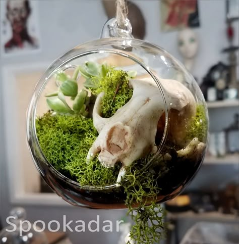 Skull In Glass Dome, Cat Skull Taxidermy, Cat Skull Terrarium, Animal Skull Terrarium, Cat Skull Decor, Cat Skull Display, Animal Skull Display, Skull Decor Diy, Skull Terrarium