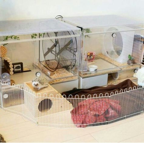 Hedge Hog Cage Ideas, Pet Hedgehog Cage, Hedgehog Cage Ideas Aesthetic, Diy Hedgehog Cage, Hedgehog Enclosure, Hedgehog Cage Ideas, Hedgehog Cages, Hedgehog Pet Cage, Hedgehog Ideas