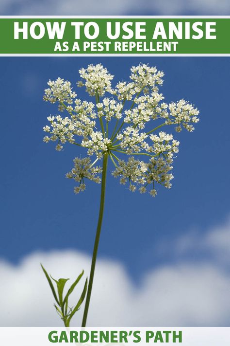 Anise Plant, Vegetable Benefits, Medicinal Herbs Garden, Healing Plants, Star Anise, Garden Pests, Pretty Plants, Growing Herbs, Medicinal Herbs