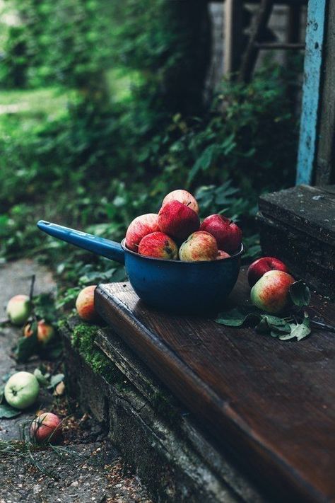 Boats Photography, Trees Photography, Photography Autumn, Apple Farm, Outdoor Food, Tree Photography, Apple Orchard, Apple Tree, Autumn Garden