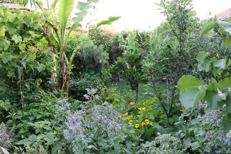 Backyard Food Forest, Food Forest Design, Permaculture Food Forest, Backyard Food, Farming Ideas, Food Forest Garden, Permaculture Garden, Urban Backyard, Perennial Vegetables