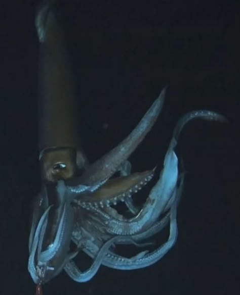 Giant Squid: These massive squid can grab prey up to 33 feet away with tentacles tipped with hundreds of sharp-toothed suckers. They draw in prey towards a sharp beak and slice a meal into consumable pieces. Even their tongue is covered in rows of teeth. We aren’t sure exactly how large they grow since they are elusive, but scientists have recorded a 43 foot long squid. Creepy Sea Creatures, Colossal Squid, Deep Sea Life, Sea Stories, Giant Squid, Deep Sea Creatures, Leagues Under The Sea, Deep Sea Fishing, Marine Biology