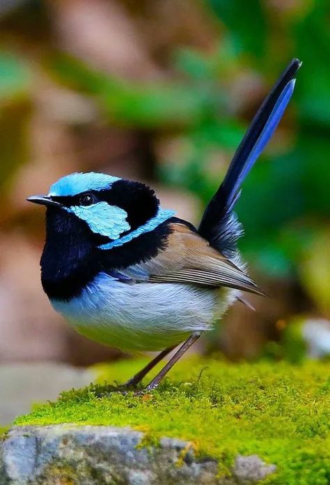 Fairy Wren Bird, Blue Fairy Wren, Superb Fairy Wren, Fairy Wrens, Blue Wren, Fairy Wren, Australian Wildlife, Australian Birds, Blue Birds