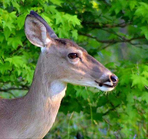 White Tailed Deer Doe, Deer Sona, White Tailed Deer, Interesting Lighting, Black And White Photography Portraits, White Tail Deer, Deer Doe, Oc Inspiration, Animal References