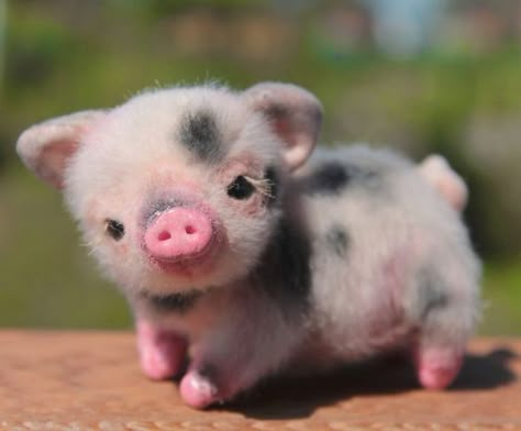 Tiny Baby Animals, Regnul Animal, Cute Piglets, Baby Farm Animals, Cute Small Animals, Cute Animals Puppies