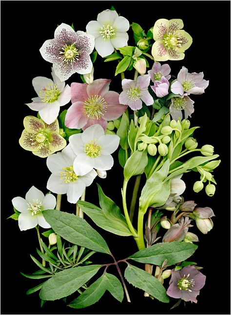 Hellebore Bouquet, Ellen Hoverkamp, Scanner Photography, Gardening Advice, Plant Cuttings, Plant Needs, Flower Beds, Flowers Photography, Botanical Art