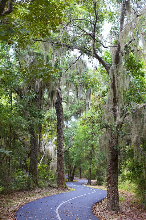 This is one of Darcy & Maggie's favorite trails! <3 <3 Gulf Oak Ridge Trail. Gulf State Park. Orange Beach. Alabama. Moss Hanging, Alabama Vacation, Gulf Shores Vacation, Orange Beach Al, Orange Beach Alabama, Gulf Shores Alabama, Bike Trail, Bike Rides, Sweet Home Alabama