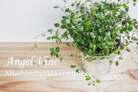 Whether you train Muehlenbeckia complexa on a trellis, or allow it to trail, you'll love easy-care Angel Vine aka Maidenhair Vine as a houseplant. Angel Vine Plant Care, Angel Vine Plant, Maidenhair Vine, Muehlenbeckia Complexa, Mandevilla Plant, Indoor Plants Names, Mandevilla Vine, Plants Names, Angel Plant