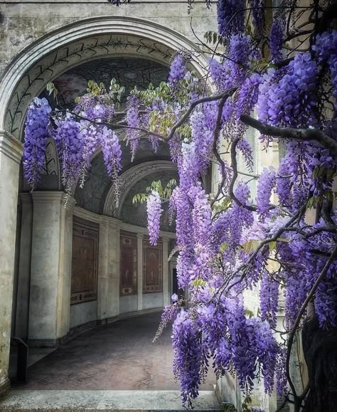 Purple Architecture Aesthetic, Purple Academia Aesthetic, Botanic Flowers, Nature Perspective, Wisteria Trees, Nature Bathroom, Spring Scenes, Wisteria Plant, Wisteria Flowers