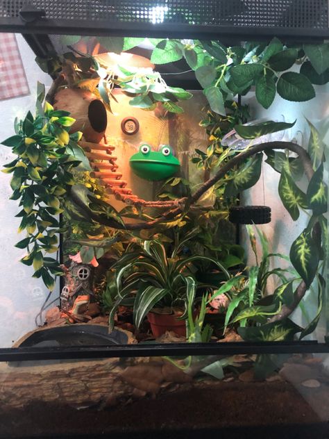 White's Tree Frog Terrarium, Gray Tree Frog Terrarium, Red Eyed Tree Frog Enclosure, Diy Tree Frog Terrarium, Frog Tank Aesthetic, White’s Tree Frog, Frog Tanks Ideas, Diy Frog Enclosure, Tree Frog Tank Setup