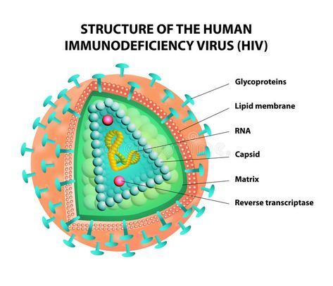 Diagram of the HIV virus. Vector. Structure of the AIDS virus. Vector , #sponsored, #virus, #HIV, #Diagram, #AIDS, #Structure #ad Cell Drawing, Aids Virus, A Level Biology, Biology Classroom, Hospice Nurse, Biology Lessons, Applied Science, Microbiology, Social Media Business