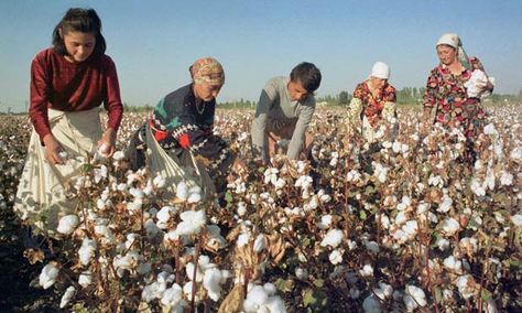 Child labor can be seen in more than one industry Cotton Fields, Cotton Farming, Forced Labor, Genetically Modified, Sustainable Business, Antique Photos, Under Pressure, Pesticides, Harmful Chemicals