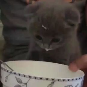 actual footage of Natalie eating cereal Playful Cats, Cats Pet, Gray Cat, Söt Katt, Baby Kittens, Cute Cat Gif, Cute Cats And Kittens, Cute Animal Videos, Cute Kittens