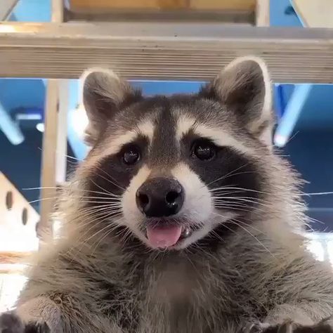 Raccoon Pfp, Raccoon Memes, Animal Pfps, Animal Pfp, Trash Pandas, Pet Raccoon, Cute Raccoon, Raccoon Funny, Red Pandas