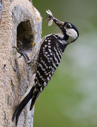 The endangered Red Cockaded Woodpecker loves NC forests. Dismal Swamp, Types Of Forests, Spotted Woodpecker, Northern Flicker, Downy Woodpecker, Migratory Birds, Woodpeckers, Endangered Species, Bird Watching