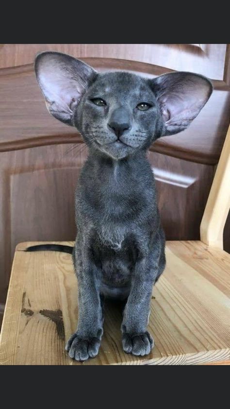 Orential Shorthair Cats, Fluffy Grey Cat, Exotic Cats, Shorthair Cat, Image Chat, Cat Breed, Pretty Animals, Anime Cat, Cat Aesthetic