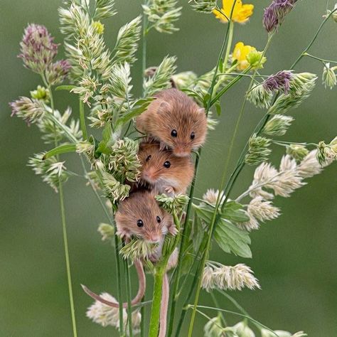 Harvest Mice, Field Mice, Harvest Mouse, Cute Mice, Pet Mice, British Wildlife, Animal References, Cute Mouse, Cute Creatures