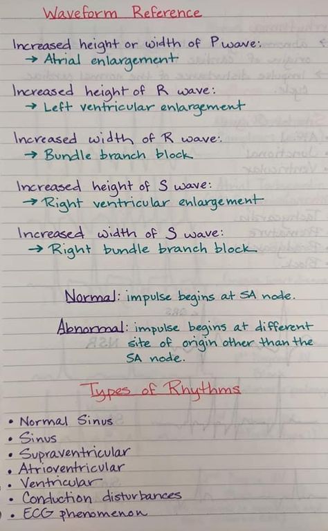 Vet Tech Anesthesia, Vet Tech Notes, Animal Diagram, Veterinary Technician Student, Veterinary Medicine Student, Vet Science, Vet School Motivation, Veterinary Anatomy, Vet Nursing