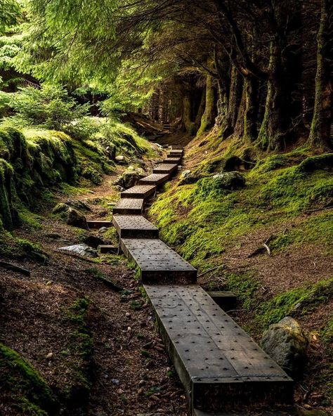 Ireland's Ancient East on Instagram: “Whatever the weather, the famous Ballinastoe Trail, buried deep in the Wicklow Mountains is the perfect spot for a Sunday stroll in…” Irish Forest, Ireland Mountains, Green Ruins Aesthetic, Forest Biome, Ballinastoe Woods Ireland, Reclaimed By Nature Ruins, Ireland People, Wicklow Mountains, Ireland Culture