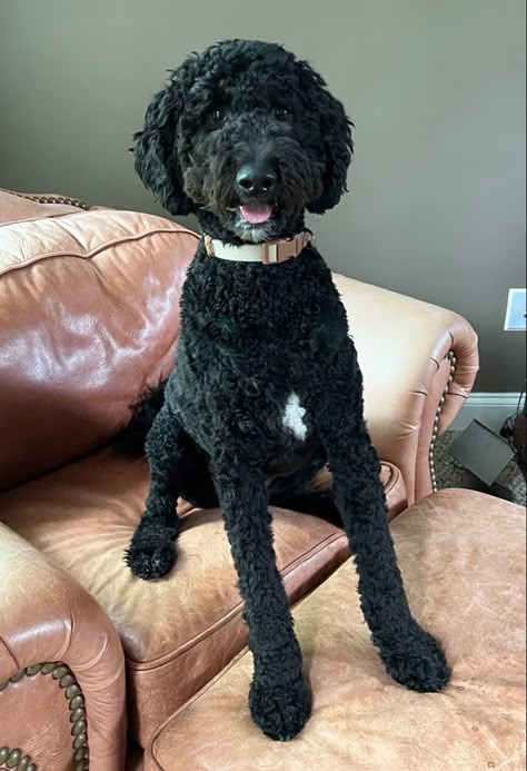 Isn’t he handsome?! Black Golden Doodle Haircut, Black Golden Doodle Haircut Styles, Black Doodle Haircut Styles, Black Labradoodle Haircut Style, Black Poodle Haircut Styles, Black Doodle Dog, Labradoodle Summer Cut, Black Goldendoodle, Labradoodle Grooming Haircuts