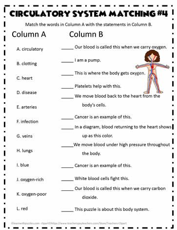 Circulatory System Matching The Circulatory Story Activities, Circulatory System Notes, Circulatory System Worksheets, Circulatory System Diagram, Circulatory System Projects, Circulatory System For Kids, Circulatory System Activities, Body Systems Worksheets, Human Circulatory System