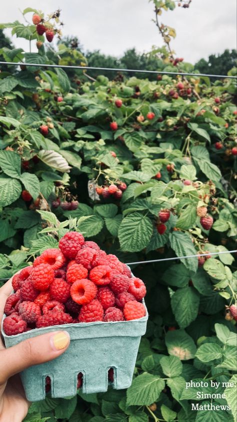 Berry Picking Aesthetic, Raspberry Picking, Berry Picking, Strawberry Picking, Fruit Picking, Aesthetic Life, Food Forest, Yummy Comfort Food, Wild Berry