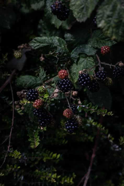 Blackberry Bush Aesthetic, Black Berries Aesthetic, Blackberry Picking Aesthetic, Blackberries Aesthetic, Blackberries Photography, Blackberry Aesthetic, Nature Moodboard, Harvest Cake, Twigg Studios