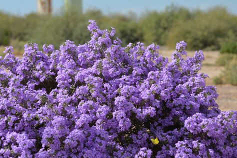 12 Heat-Tolerant Shrubs for Summer Heat - Garden Lovers Club Heat Tolerant Plants, Low Maintenance Shrubs, Scorching Sun, Crape Myrtle, Low Maintenance Garden, Flower Spike, Drought Tolerant Plants, Garden Lovers, Drought Tolerant