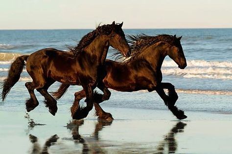 . Horses Galloping, Brown Horses, Friesian Horses, Horses Running, Horse Galloping, Friesian Horse, Most Beautiful Animals, Majestic Horse, All The Pretty Horses