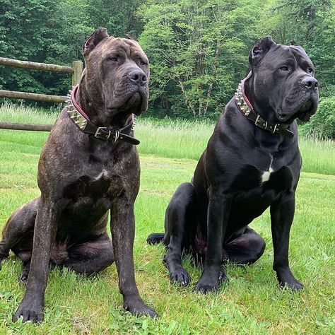 Follow @canecorso_guard for more... Pfp Dog, Chien Cane Corso, Dog Pfp, Pitbull Dog Breed, Cane Corso Mastiff, Cane Corso Puppies, Big Dog Breeds, Cane Corso Dog, Corso Dog