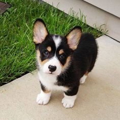 Untitled Corgi Tricolor, Corgi Facts, Pembroke Welsh Corgi Puppies, Cute Corgi Puppy, Welsh Corgi Puppies, Corgi Pembroke, Corgi Funny, Purebred Dogs, Corgi Puppy