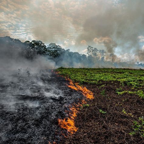 Amazon Deforestation, Amazon Forest, Forest Poster, Ronaldo Cristiano, In Flames, Montage Photo, Voyage Europe, Cabin In The Woods, Amazon Rainforest