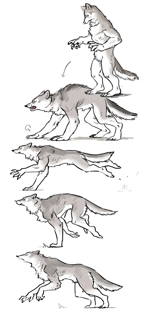 Anime Vs Manga, Werewolf Drawing, Werewolf Aesthetic, Werewolf Art, Canine Art, Creature Drawings, Mythical Creatures Art, Creature Concept Art, Creature Concept