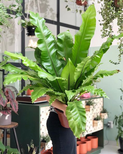 39 Low Light Indoor Plants for Beginners (You'll Love These Plants) Indoor Plants For Beginners, Best Bathroom Plants, Fern Care, Plants For Beginners, Bird's Nest Fern, Orchid Plant Care, Low Light Indoor Plants, Alocasia Plant, Dracaena Plant