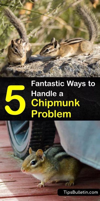 Learn how to get rid of chipmunks that are burrowing in your garden and yard. These critters feast on the birdseed and flower bulbs in your lawn. Place cayenne pepper at the entrance of chipmunk… Chipmunk Trap, Chipmunk Repellent, Get Rid Of Chipmunks, Squirrel Repellant, Get Rid Of Squirrels, Deer Food, Rodent Repellent, Household Pests, Natural Mosquito Repellant