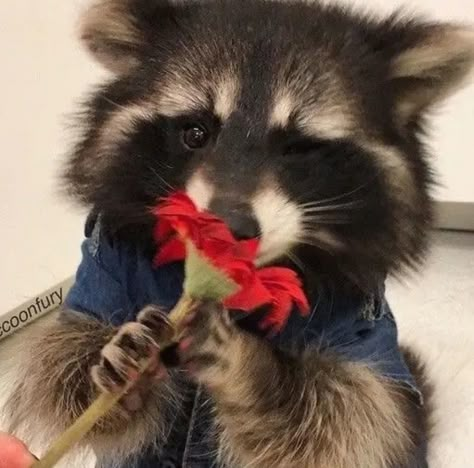 Cute Racoon, Cute Raccoons, Raccoon Tattoo, Trash Pandas, Pet Raccoon, Baby Raccoon, Animal Icon, Cute Raccoon, Raccoon Funny