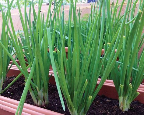 Planting Green Onions, Spring Vegetable Garden, Green Onions Growing, Growing Vegetables Indoors, Growing Vegetables In Pots, Indoor Kitchen, Seaside Garden, Bucket Gardening, Vegetable Garden Raised Beds