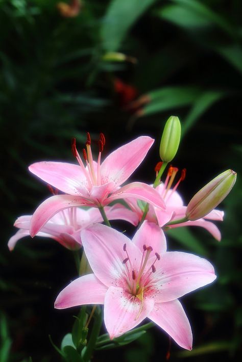 Lily the inspiration of my next tattoo Tattoo Lily, Inspiration Tattoo, Asiatic Lilies, Most Beautiful Flowers, Pink Lily, Flower Of Life, Lily Flower, Exotic Flowers, Flower Beauty