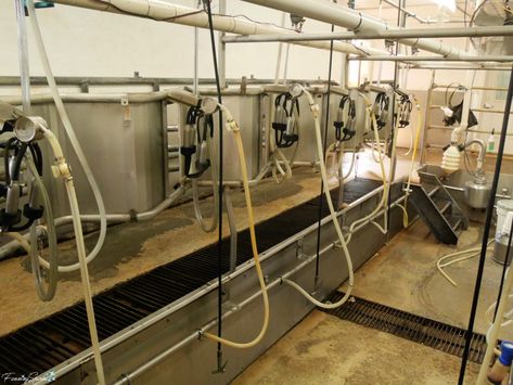 Milking Parlor at Rock House Farm & Creamery   @FanningSparks  |  When the Cows Come Home – FanningSparks Small Milking Parlor, Milking Parlor Design, Milk Parlor, Cow Milking Parlor, Parlor Design, Cow Milking Stanchion, Milking Stanchion Cows, Milking Machine For Cows, Milking Parlor