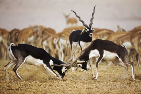 Blackbucks dueling Antelope Animal, Black Buck, Animals With Horns, Black Deer, Safari Tour, Wildlife Sanctuary, Endangered Animals, African Wildlife, Wildlife Animals